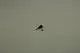 BOSCH-Temperaturfuehler-8738901705 gallery number 1